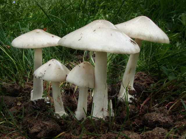 Мицелий Вольвариеллы красивой / Вольвариелла прекрасная (Volvariella speciosa)
